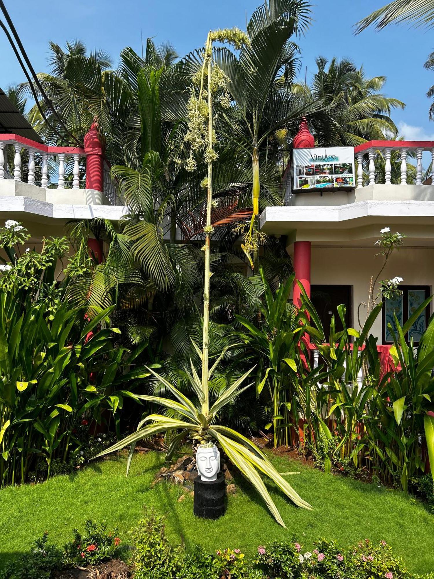 Vintage Beach Resort Agonda Zewnętrze zdjęcie